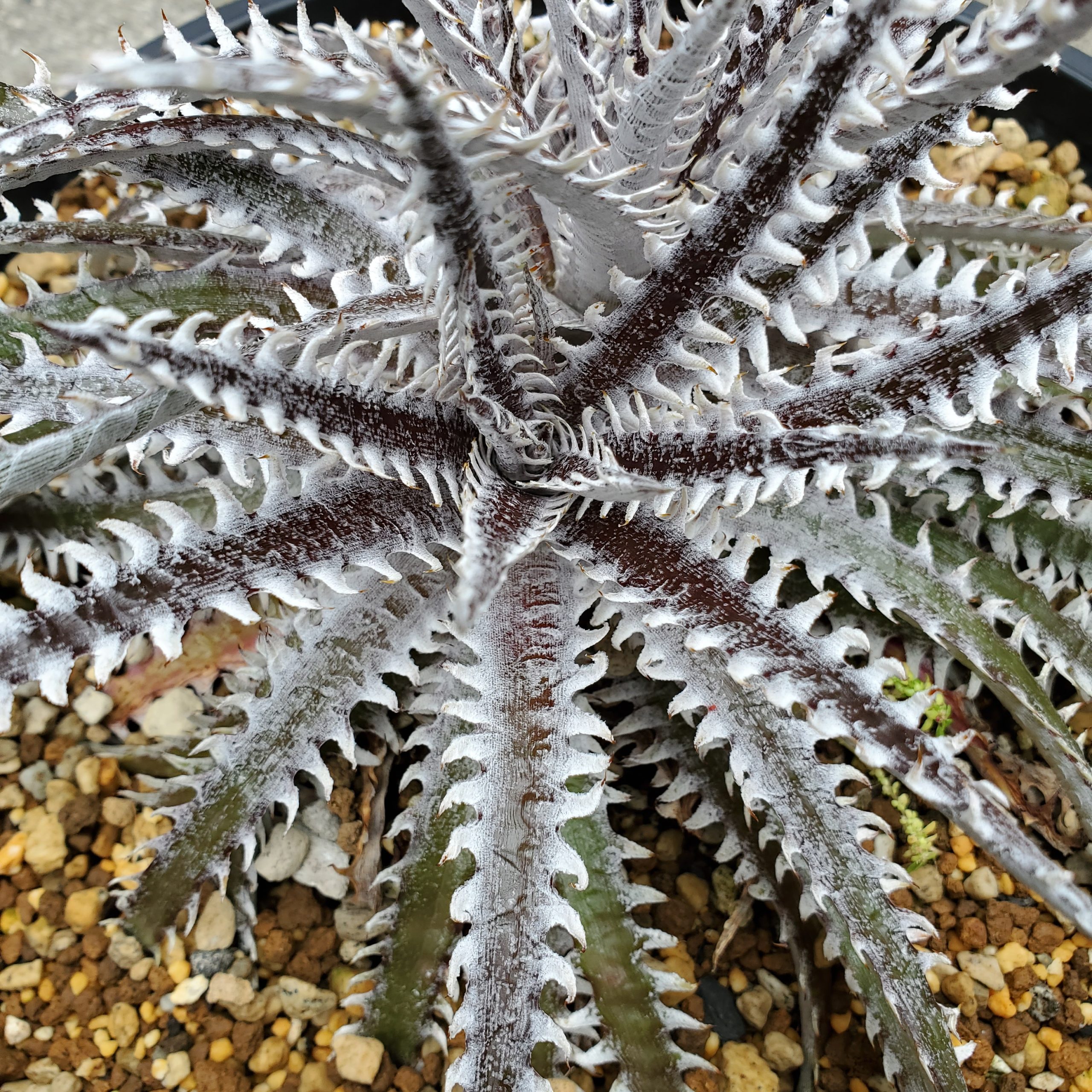 ディッキア・レッドクリムゾン：Dyckia 'Red Crimson' | Dyckia Maniax