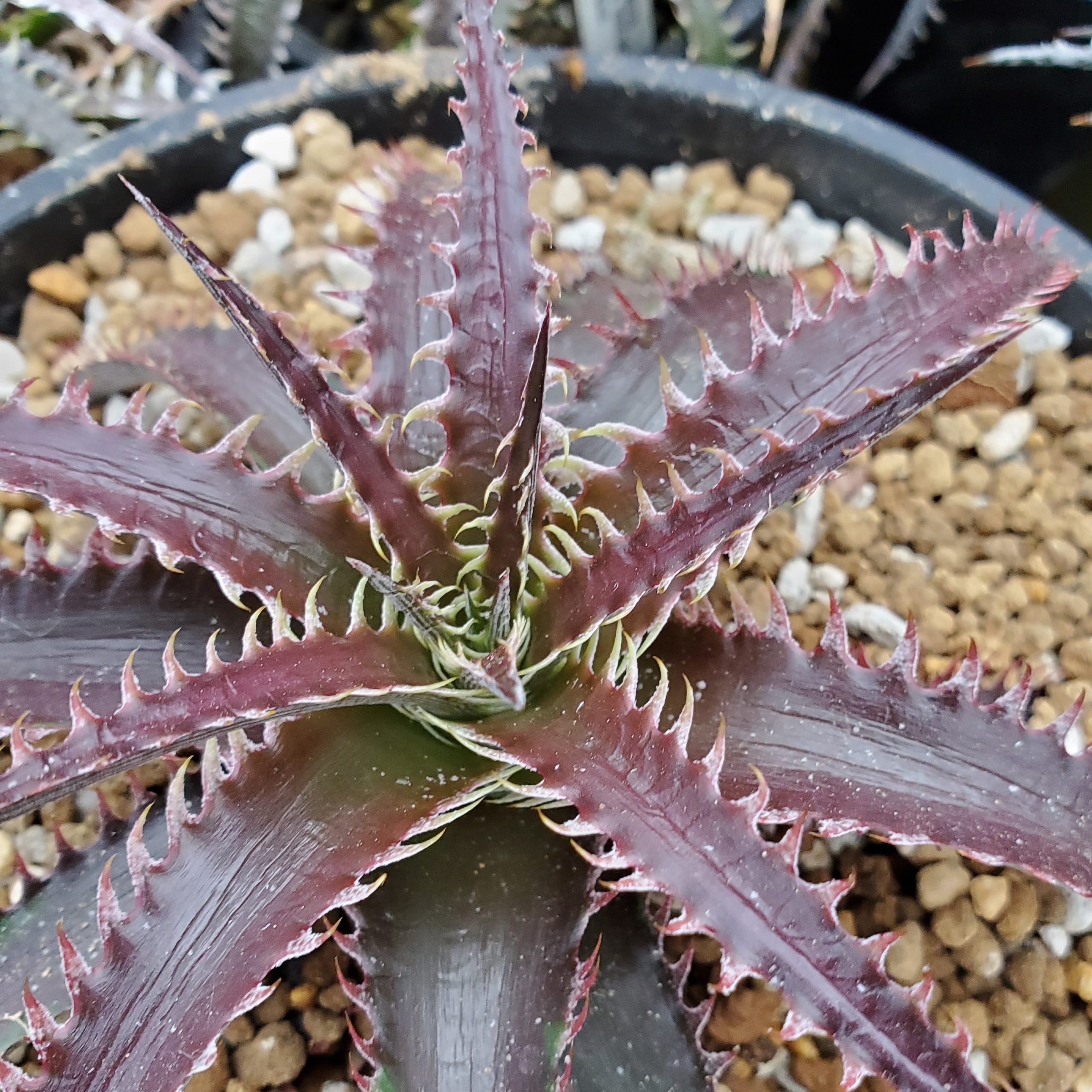 ディッキア：Dyckia dawsonii Hybrid 'Purple Silver' x 'Big Boy