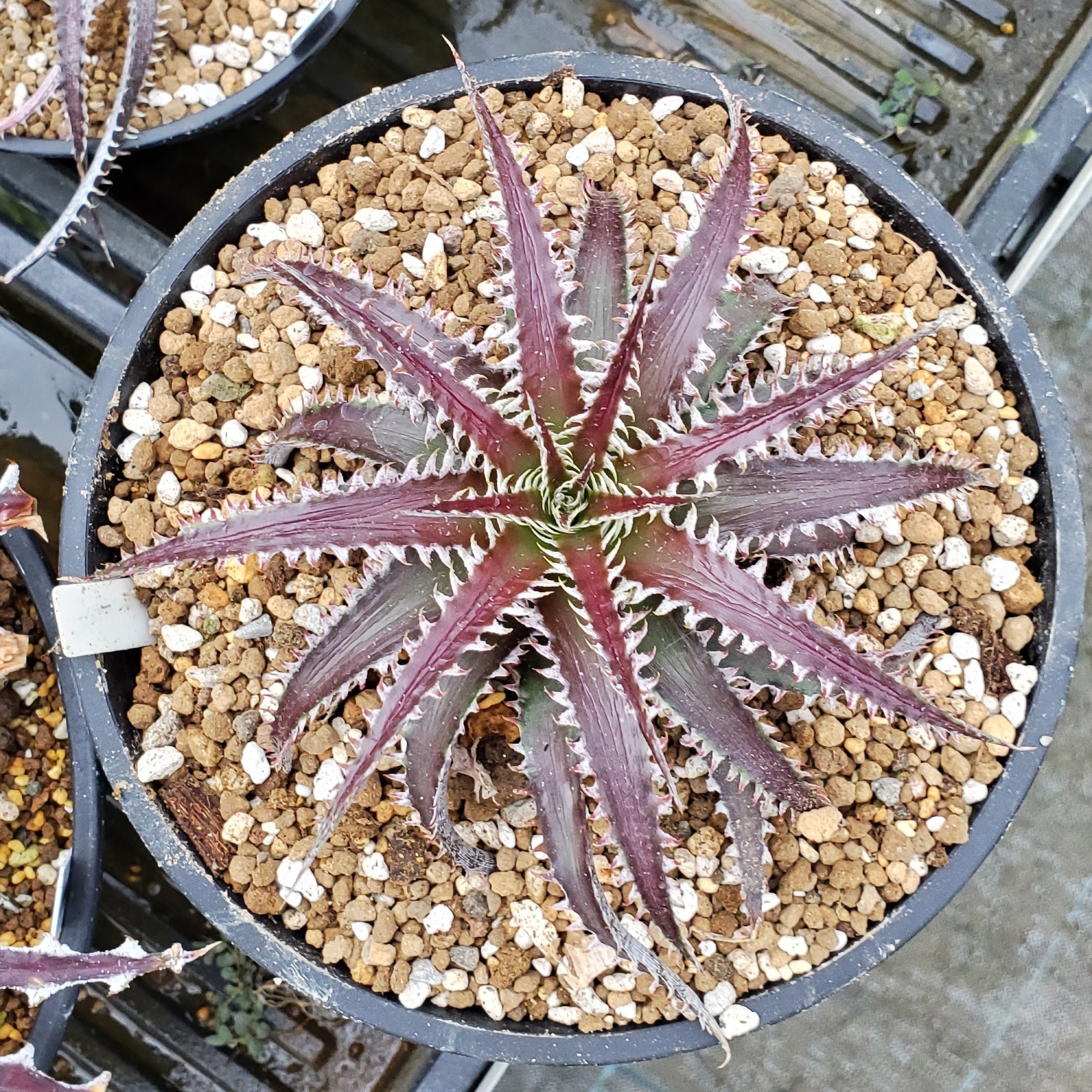 ディッキア：Dyckia dawsonii Hybrid 'Purple Silver' x 'Big Boy