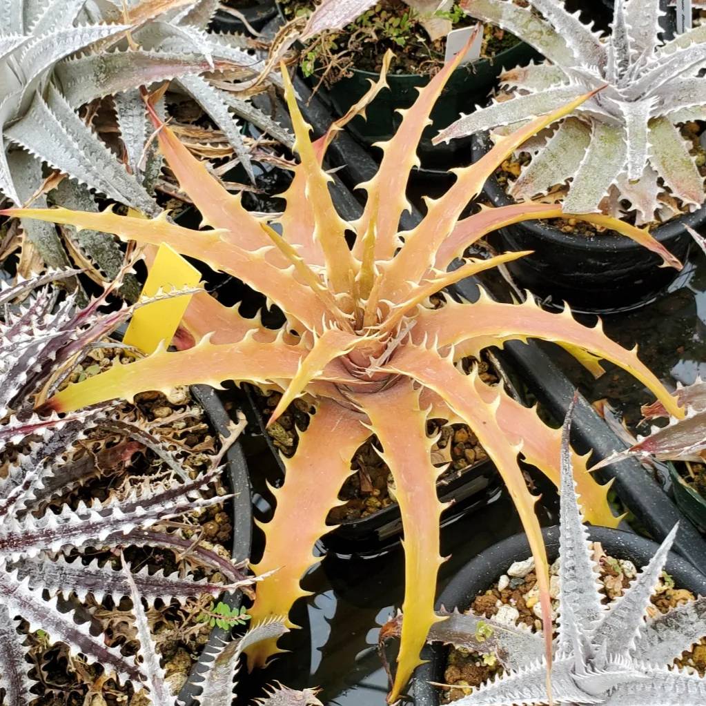 ディッキア・ベアテアエ：Dyckia beateae | Dyckia Maniax