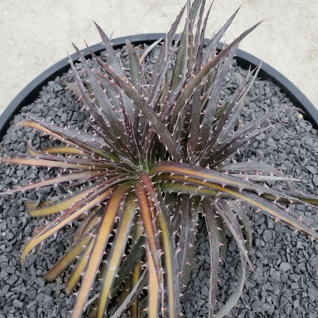 ディッキア・ダコタ：Dyckia 'Dakota' | Dyckia Maniax