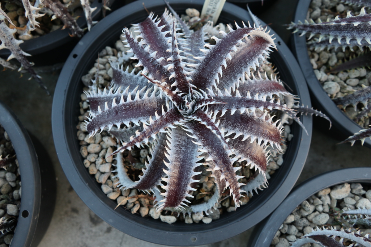 Dyckia Bill Baker Hybrid x Gandalf (#D025) Sueb Hybrid – Panus Japan