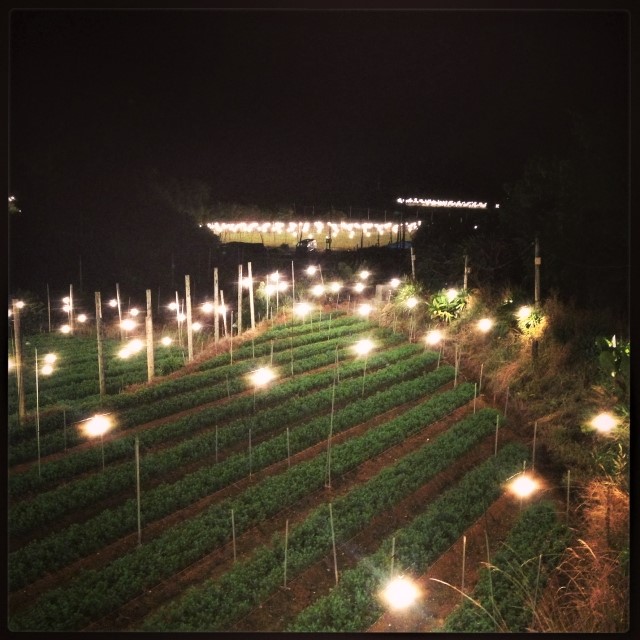 電照菊栽培でLED電球は必要なの？白熱電球や蛍光灯との違いについて