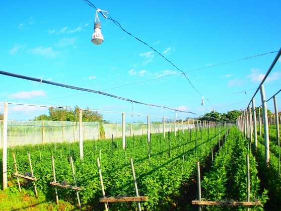 電照菊栽培でLED電球は必要なの？白熱電球や蛍光灯との違いについて