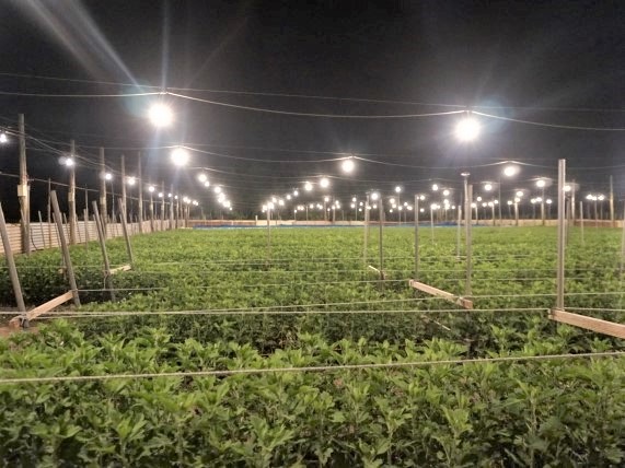 電照菊栽培でLED電球は必要なの？白熱電球や蛍光灯との違いについて