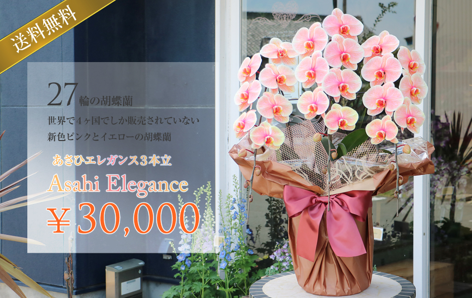 27輪のあさひエレガンス［3本立ち］松浦園芸【送料無料】東京・大阪