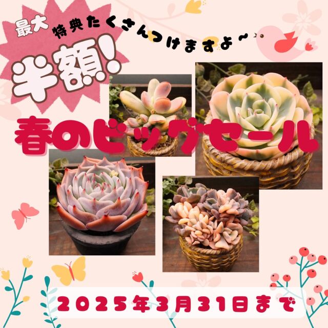エリキュラミス】の紹介ページ｜E-TANIKU（イータニク）