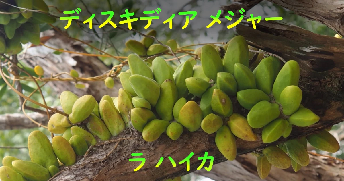 Dischidia major – Epiphyte LaHayca (ラハイカ) 着生植物
