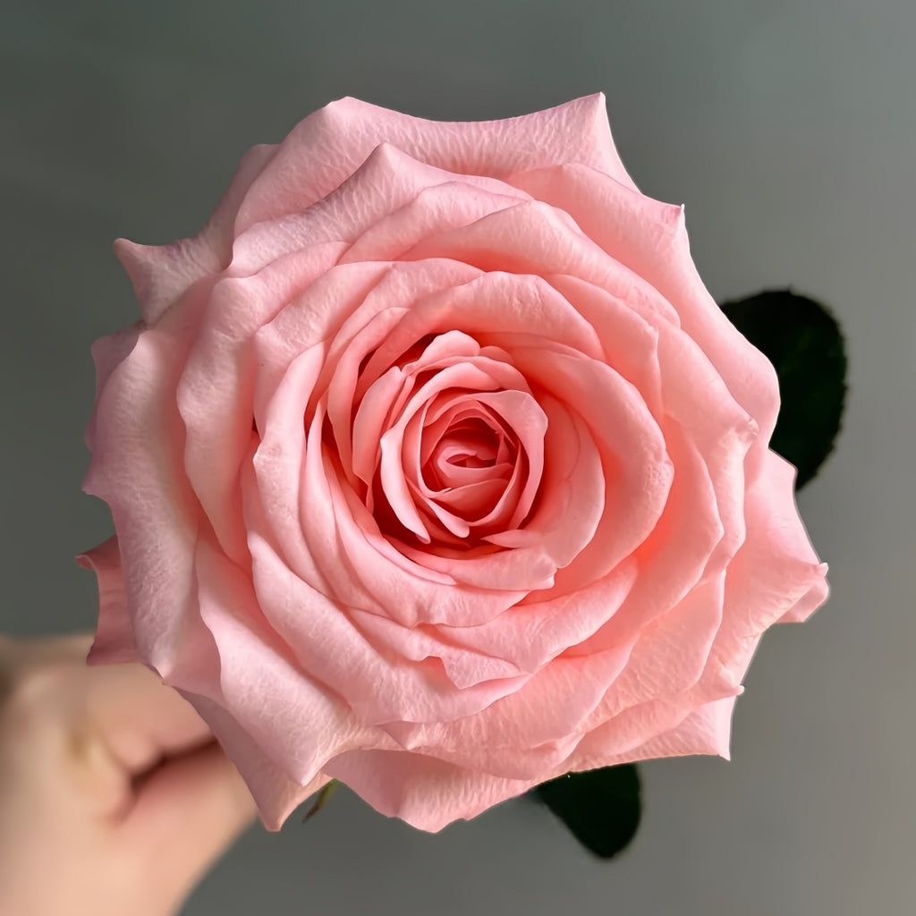 Diana_Rose01_1024x1024.jpg?v=