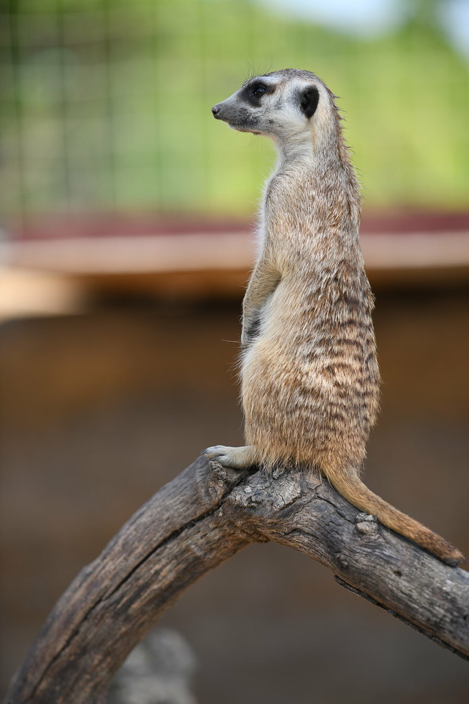 ミーアキャット、お代わり！ - Circulation - Camera