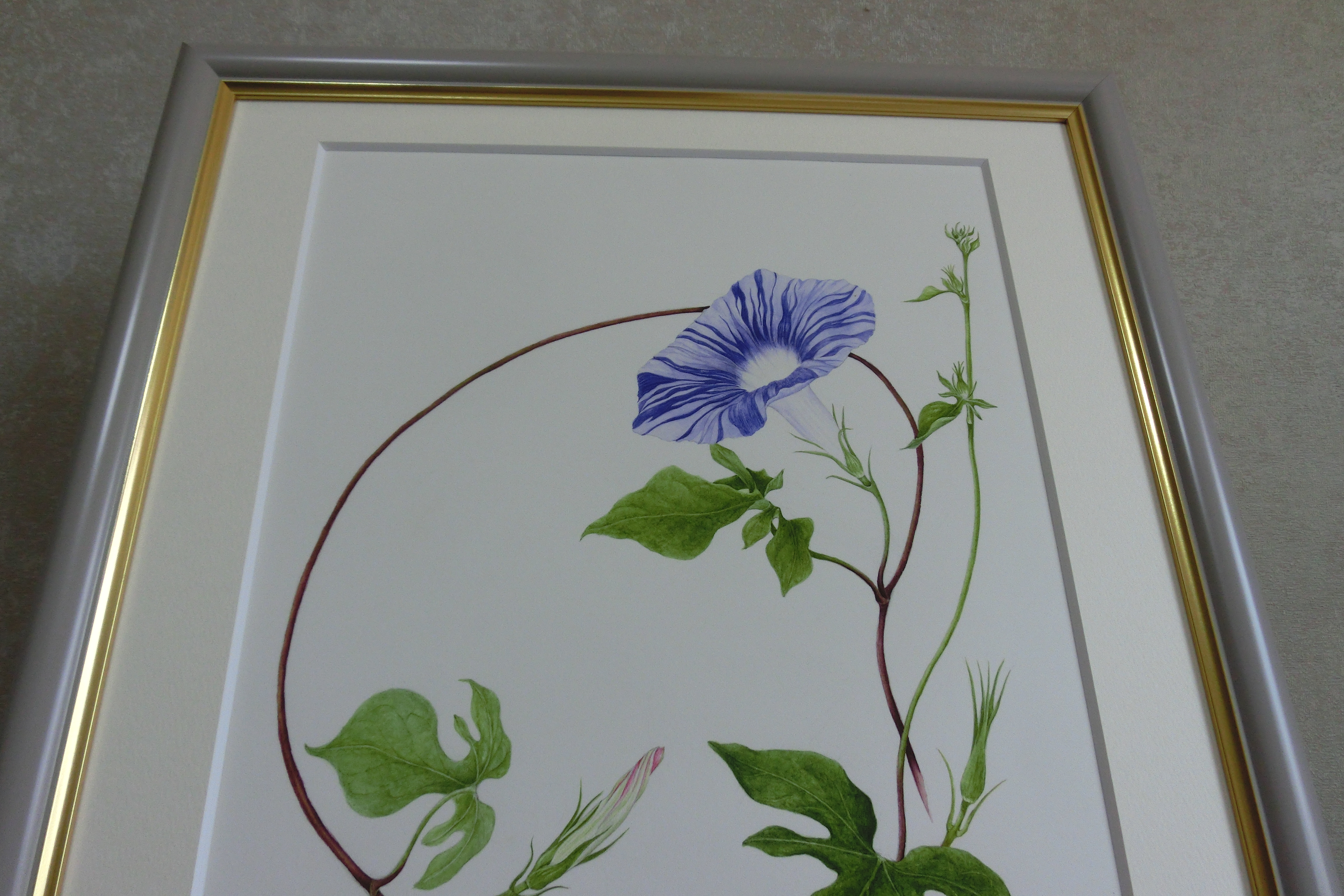 ボタニカルアート「変化朝顔 鏑葉」 by まついあけみ - 絵画販売・購入