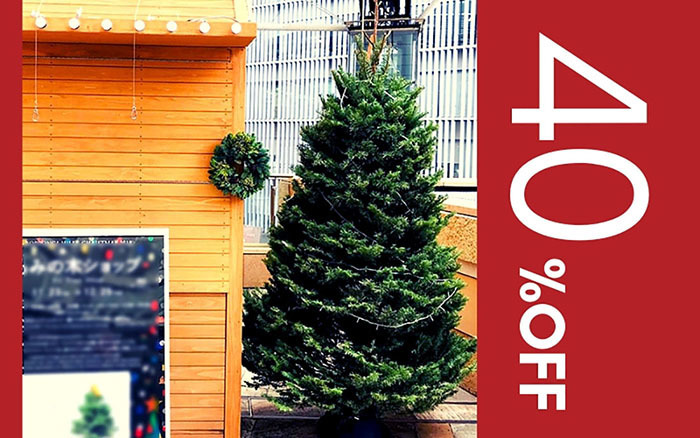 本物のクリスマスツリーが大特価！！ 美しく伝統的なモミの木を40%OFF