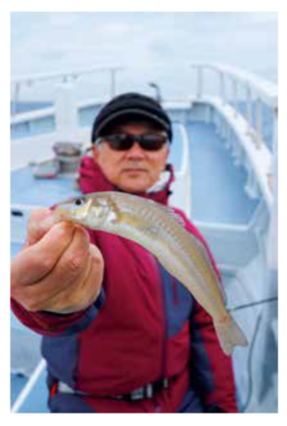 中ノ瀬の浅場で狙える東京湾のシロギスが熱い