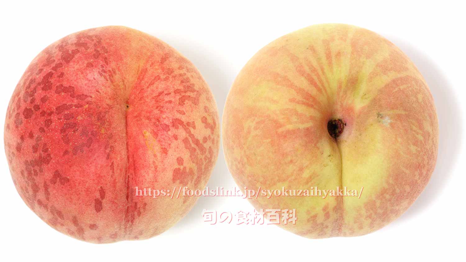シーエックス（CX） ＜ 白桃：旬の果物百科