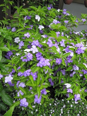 挿し木 ニオイバンマツリ 画像つき - 花と木の育て方│元気に生長