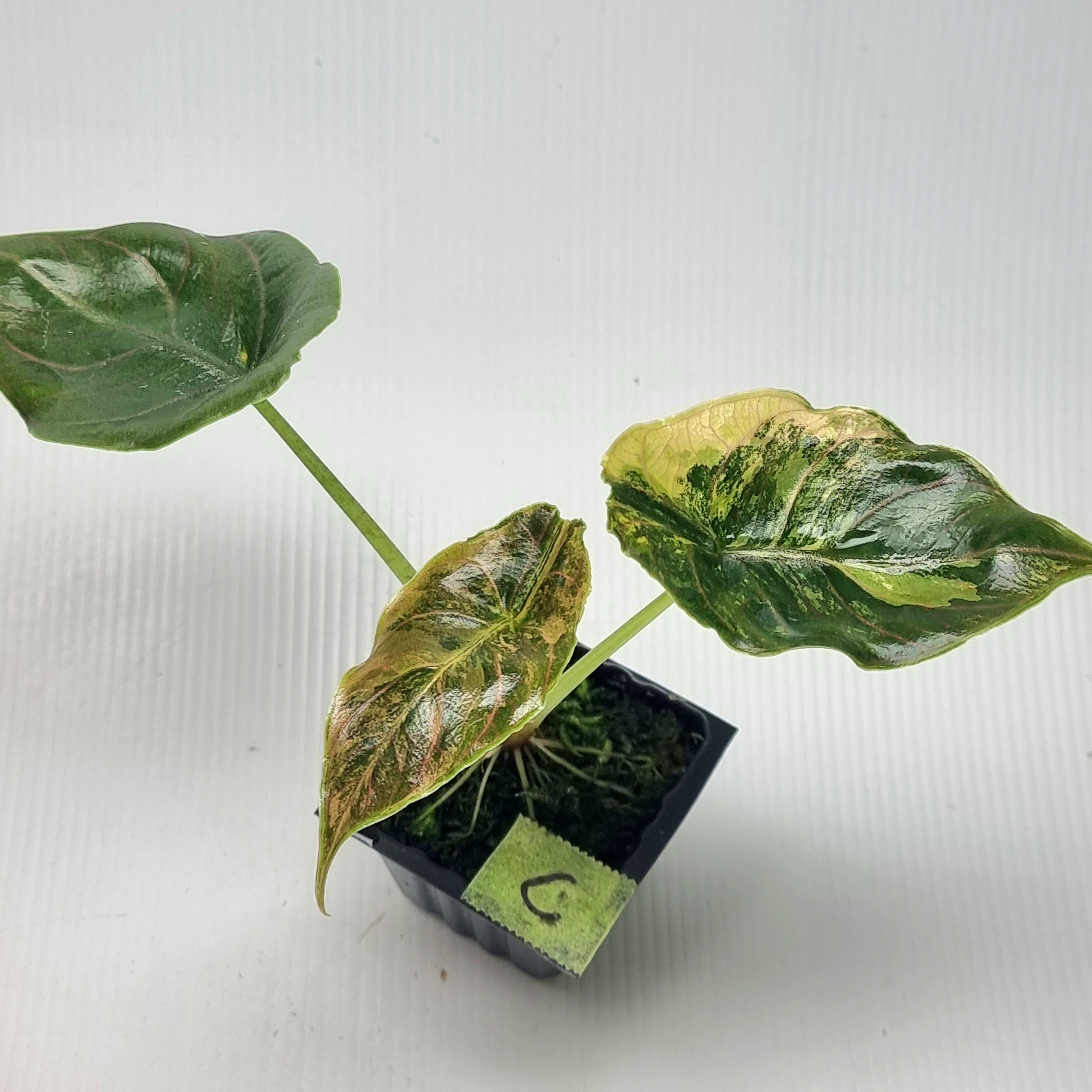 Alocasia azlanii Aurea Variegated – Flora Magnifica Australia