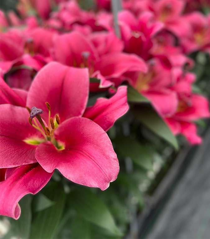 Dutch Lily Days 2024 | Florists' Review