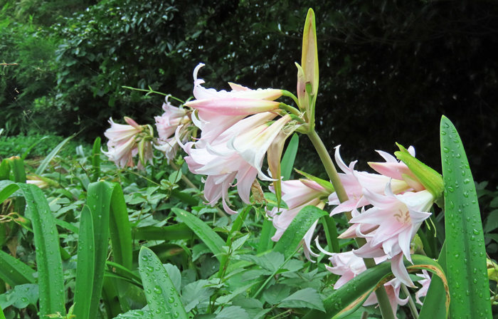 季節のみどころ情報【8月26日号】 : 新宿御苑 | 一般財団法人国民公園協会