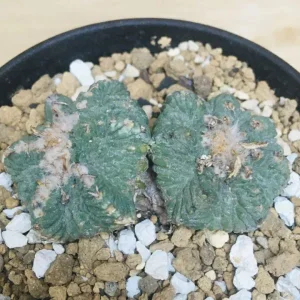 白銀金剛 極上白棘 アガベ チタノタ Agave titanota 'Silver King Kong