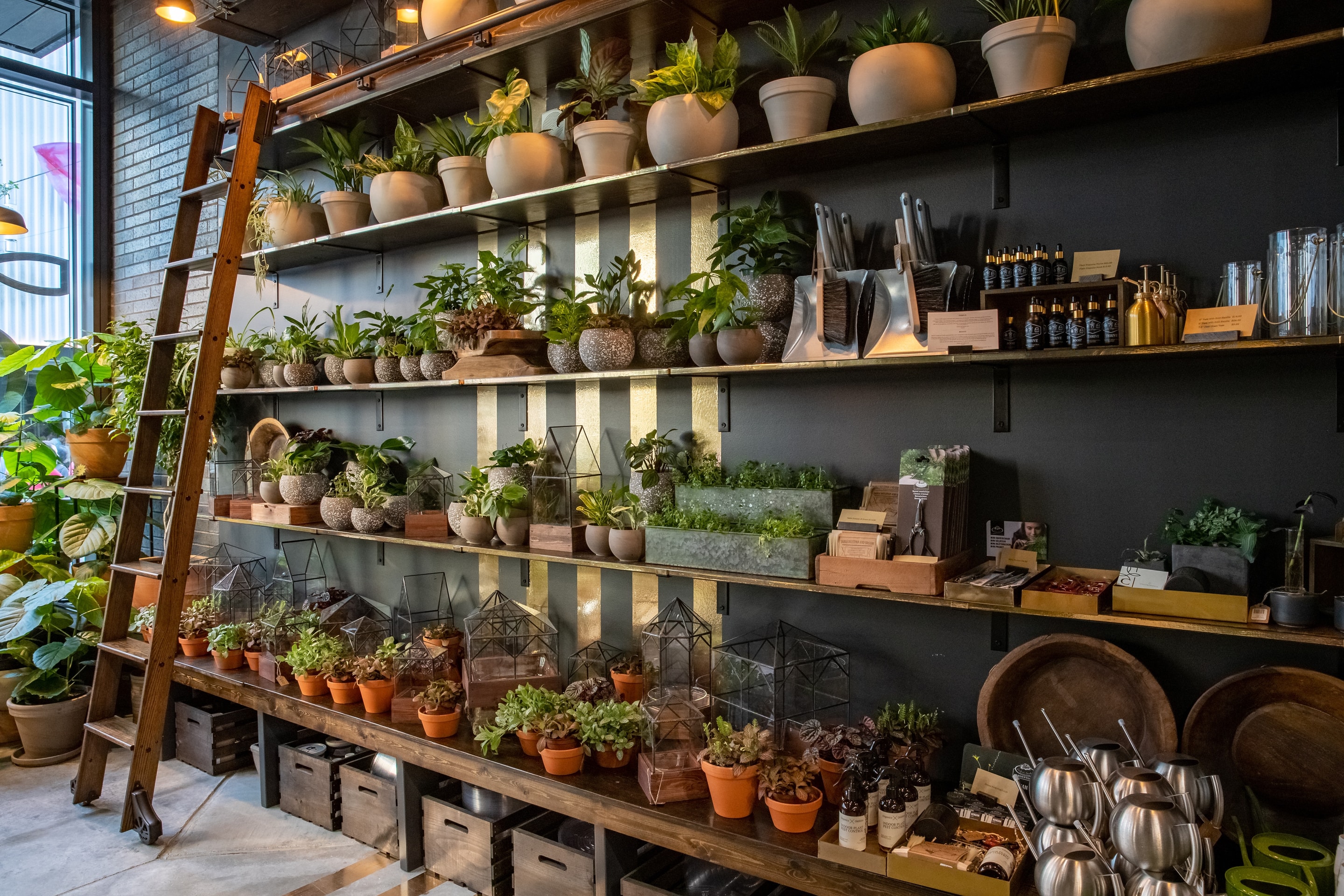Chlorophyll Project by Creative Olsen: Video & Photography