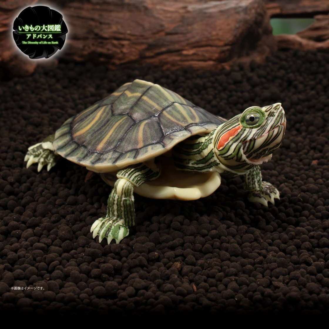 いきもの大図鑑アドバンス カメ01｜いきもの大図鑑｜ガシャポン