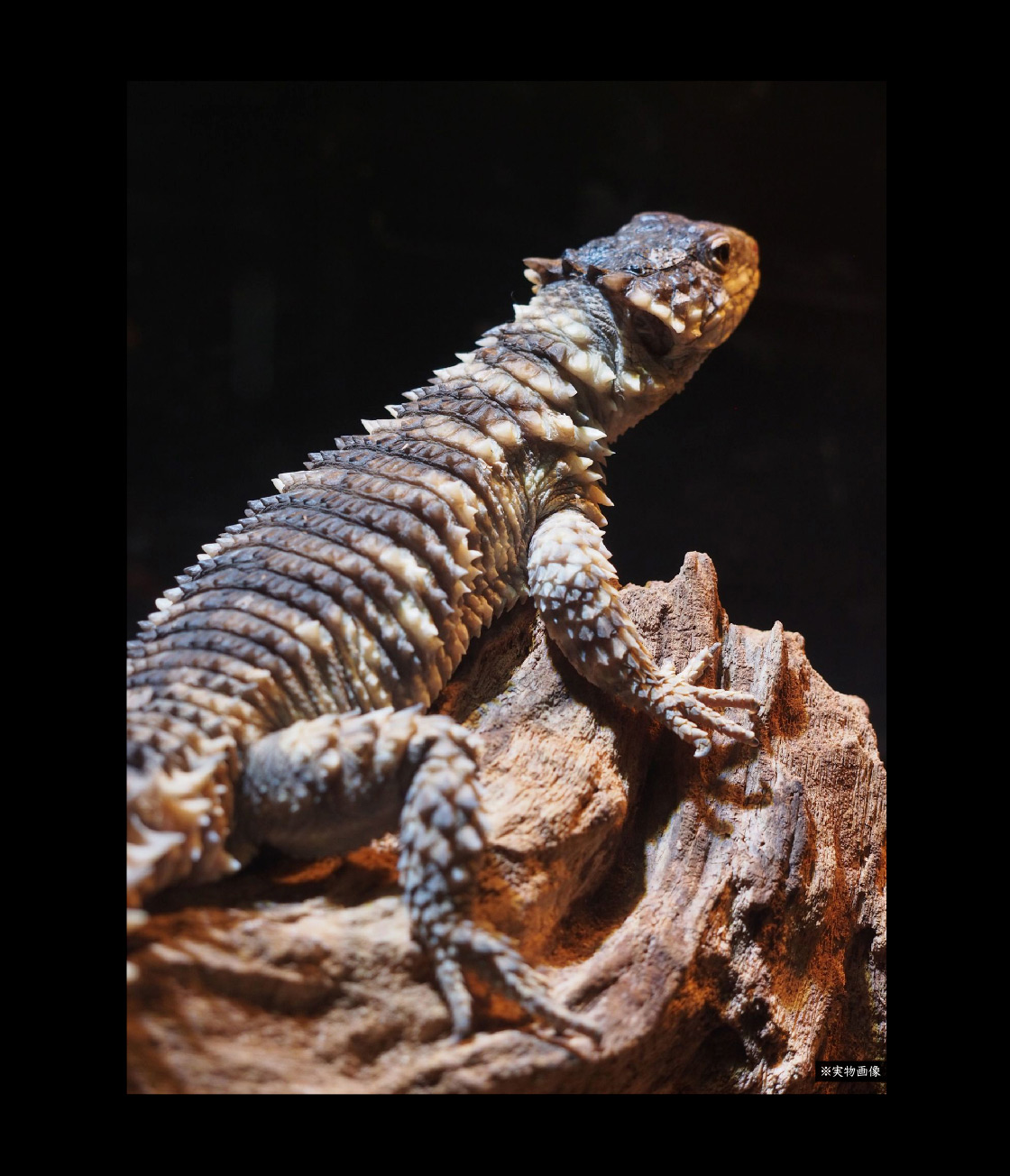 いきもの大図鑑アルティメット オオヨロイトカゲ｜いきもの大図鑑