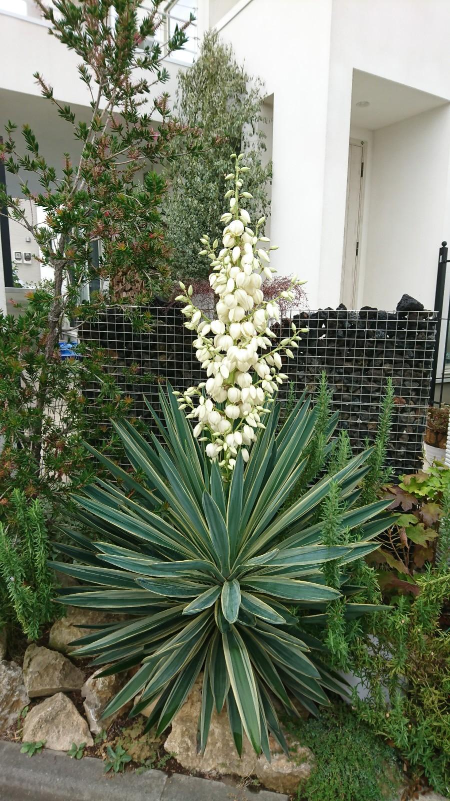 ユッカ キミガヨラン グロリオサ Yucca gloriosa