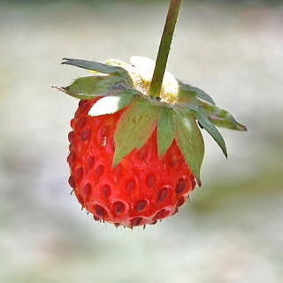 ワイルドストロベリー 新・花と緑の詳しい図鑑