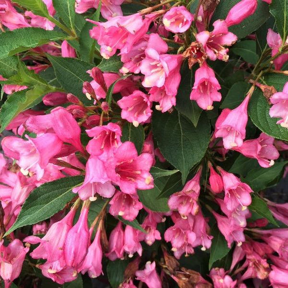 Czechmark Twopink® Weigela | Garden Goods Direct