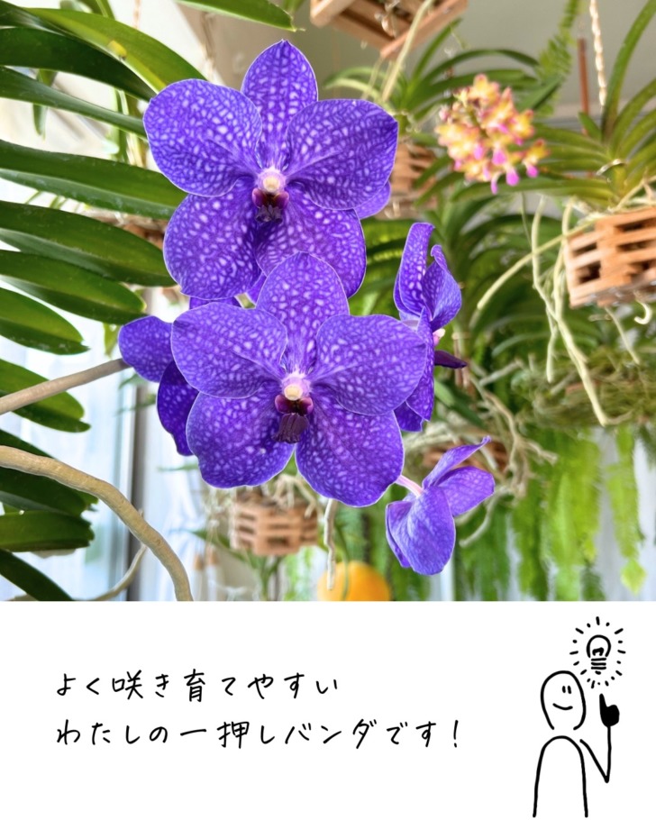 はじめてのバンダにお勧めの品種！ – おうちバンダ ＊ ツン珍