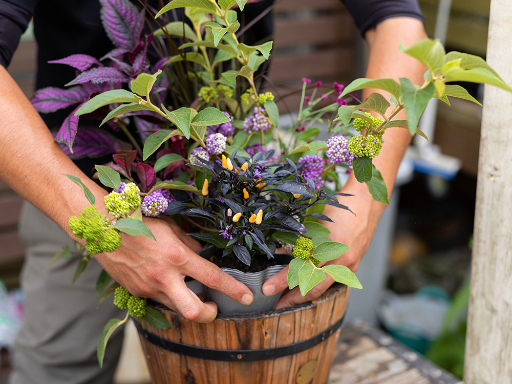 花がなくとも華やかに。カラーリーフを使った初秋の寄せ植え