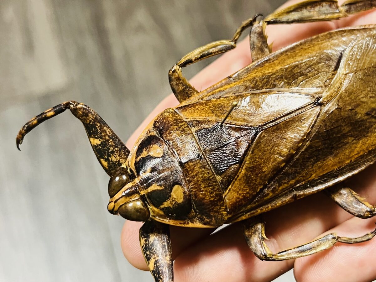 世界にはどんなタガメがいる？ナンベイオオタガメは最大何cm