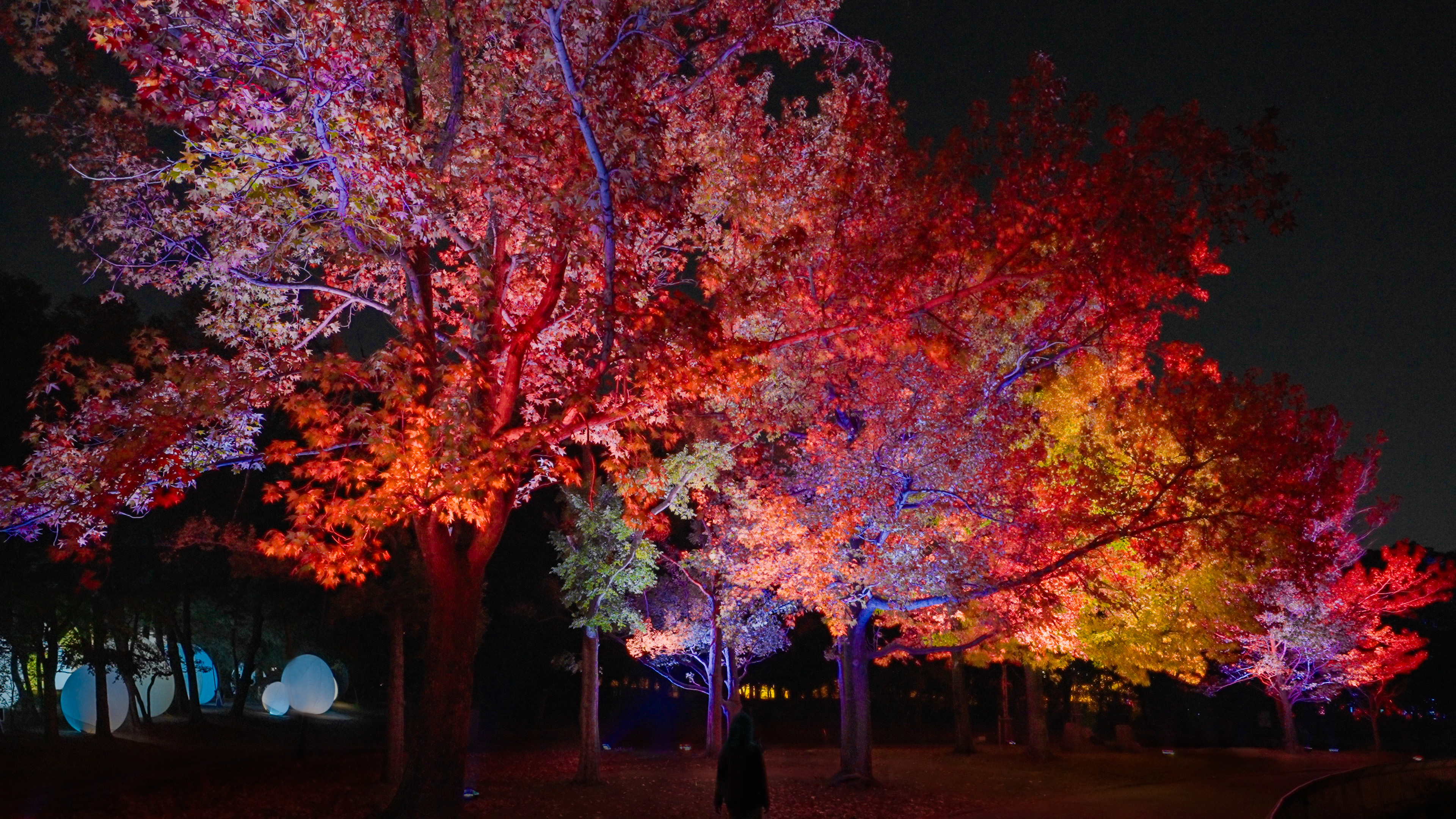 チームラボ ボタニカルガーデン 大阪」、紅葉が見頃を迎え秋の景色に