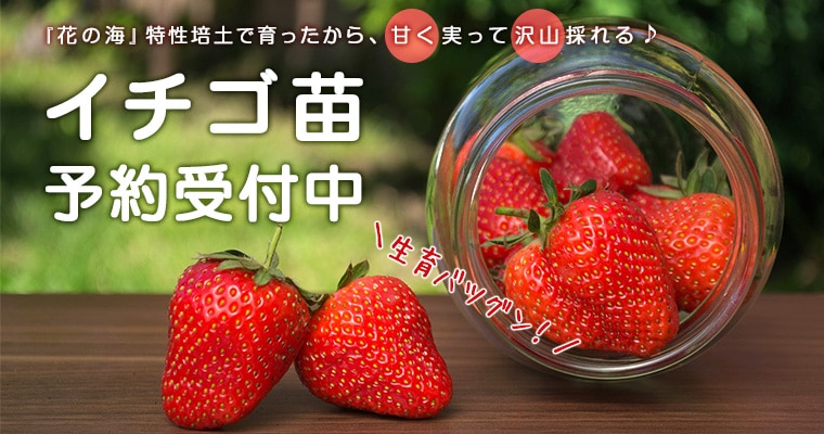 野菜苗・花苗を販売【てしまの苗屋】