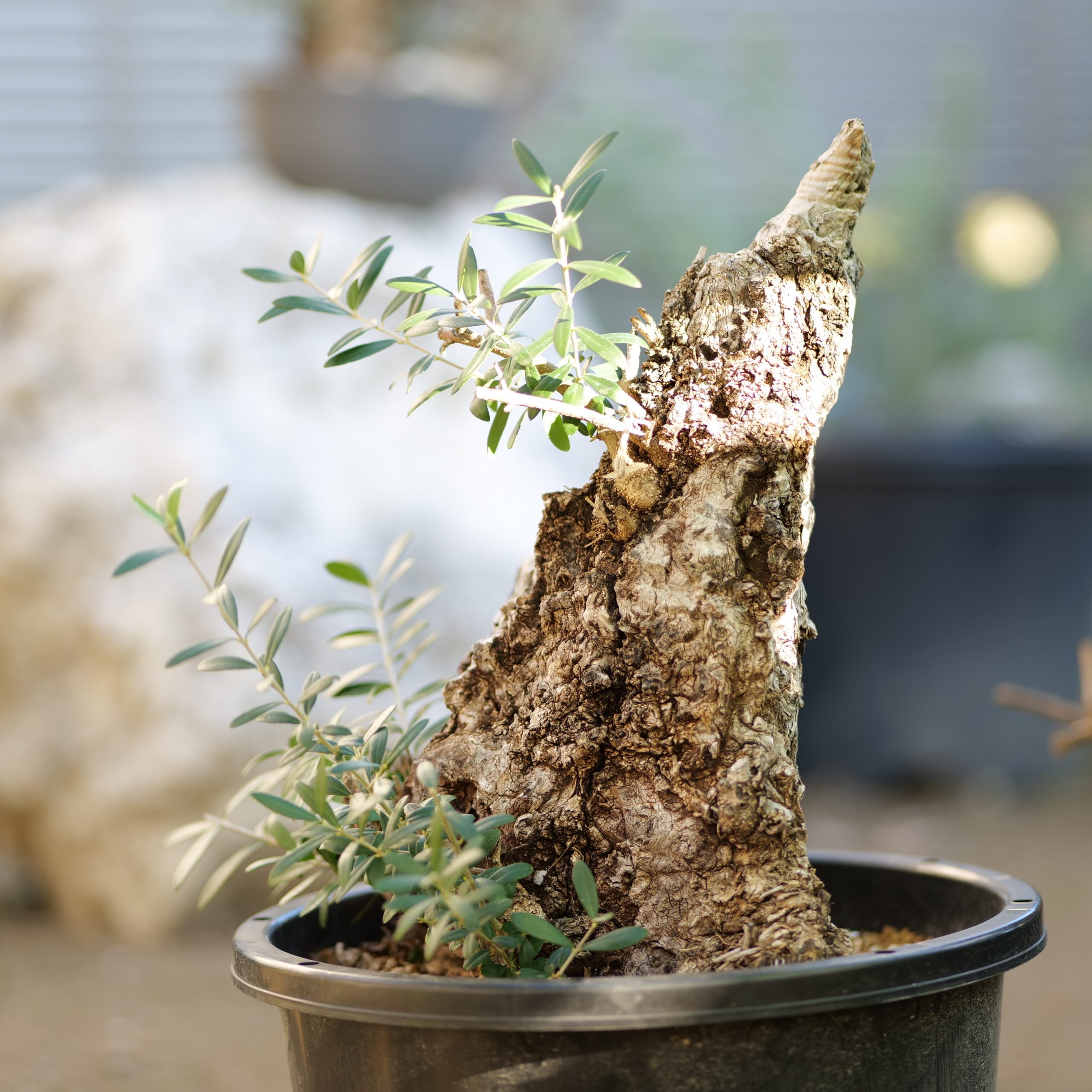 古木 オリーブ 専門店 Gold Olive Trees ゴールド オリーブツリーズ