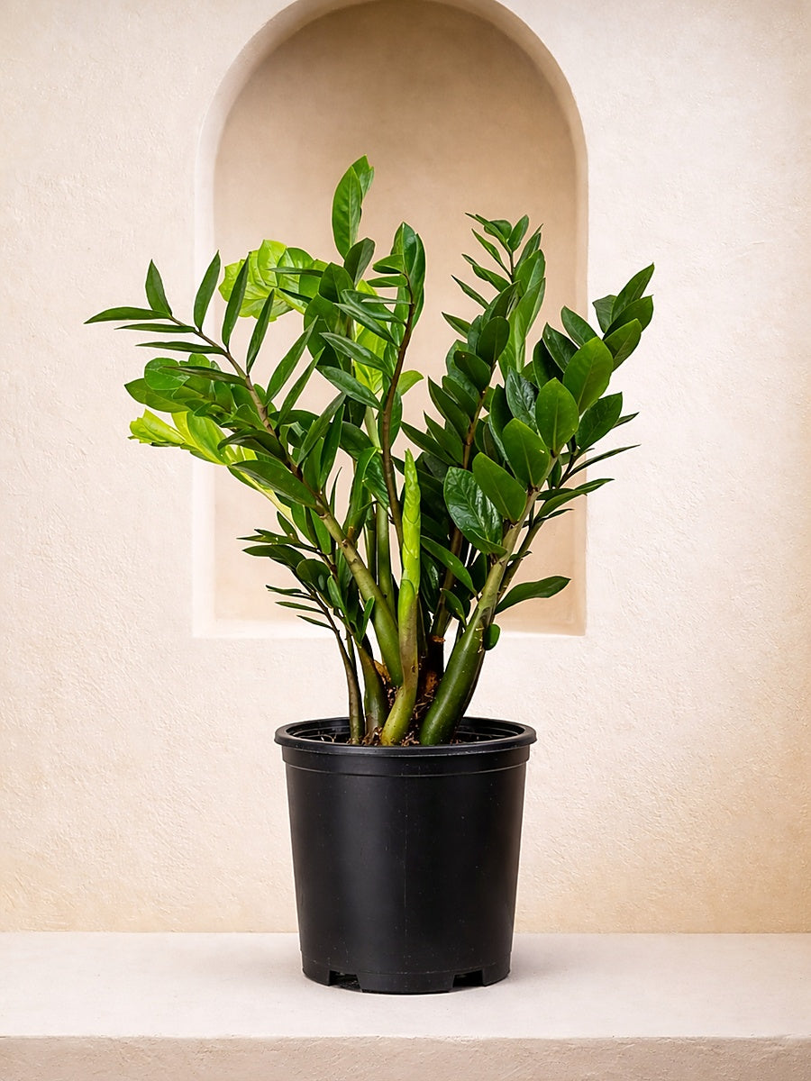 ZZ plant - Zamioculcas | Table Top Indoor Plants | growhub AE