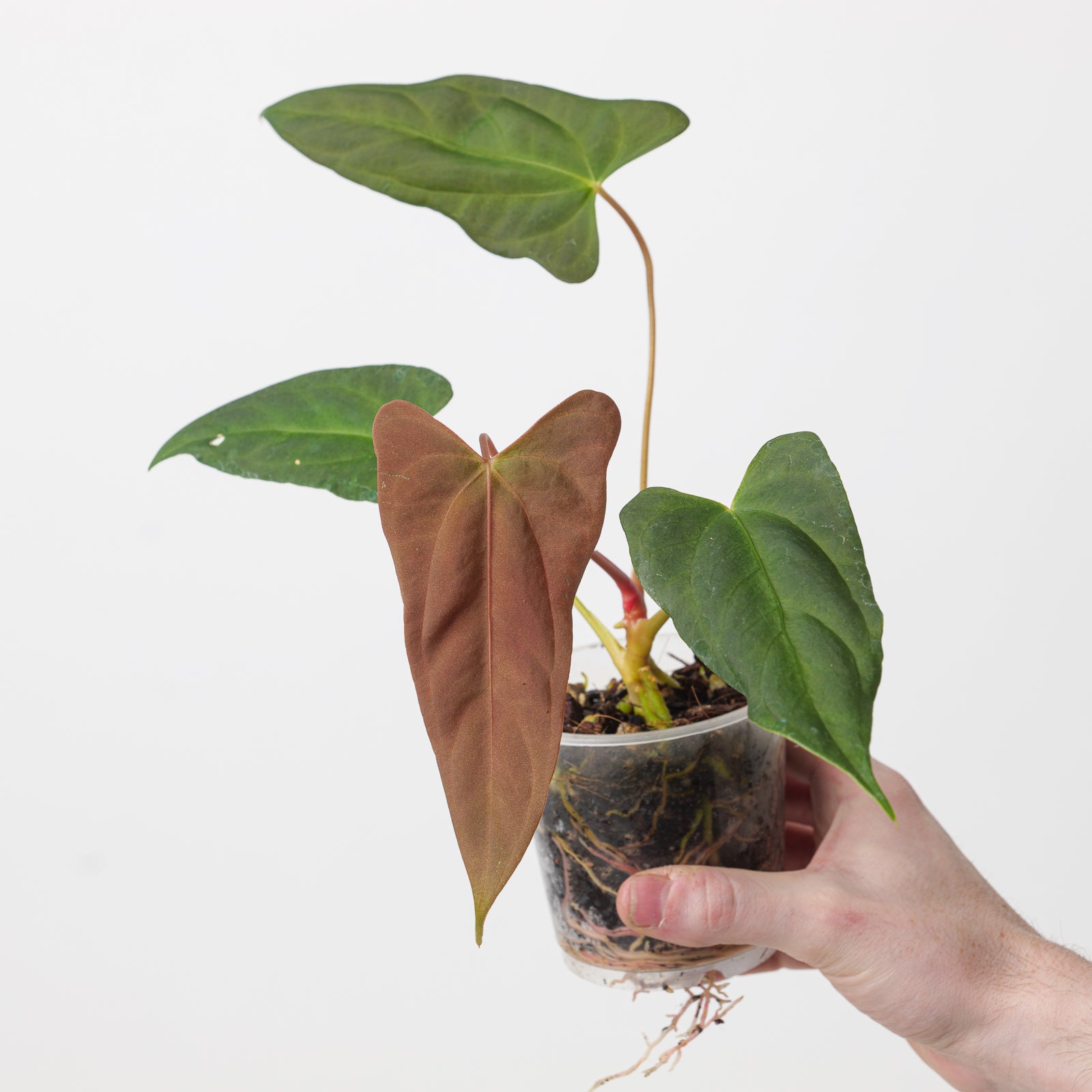 Anthurium (Papililamium 'Marie' x subsignatum) x (Flat Sinus Papi