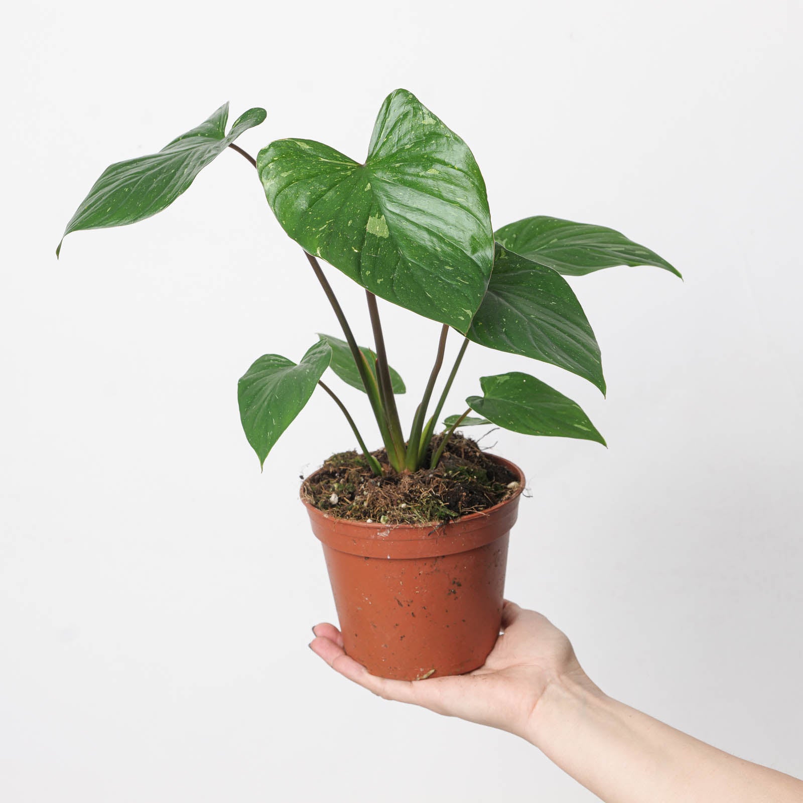 Homalomena | GrowTropicals.com