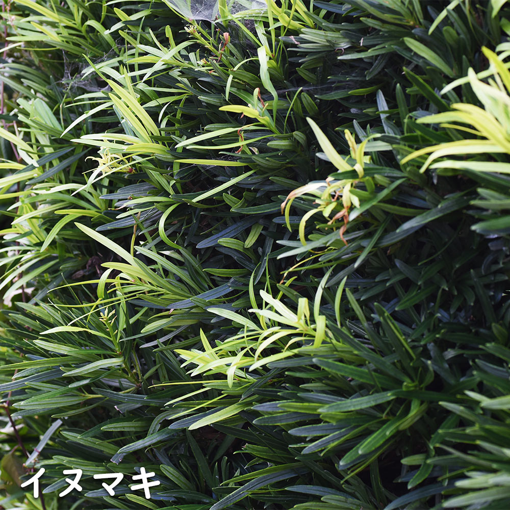 イヌマキ 苗木 販売 トオヤマグリーン