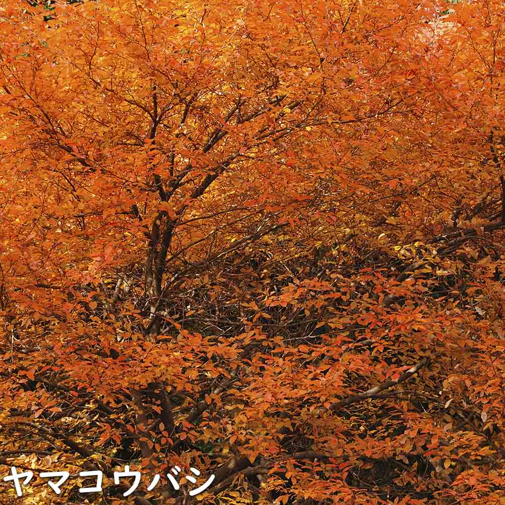 ヤマコウバシ 苗木 販売 トオヤマグリーン