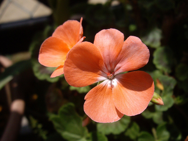 ゼラニウム/オレンジ 苗 販売 トオヤマグリーン