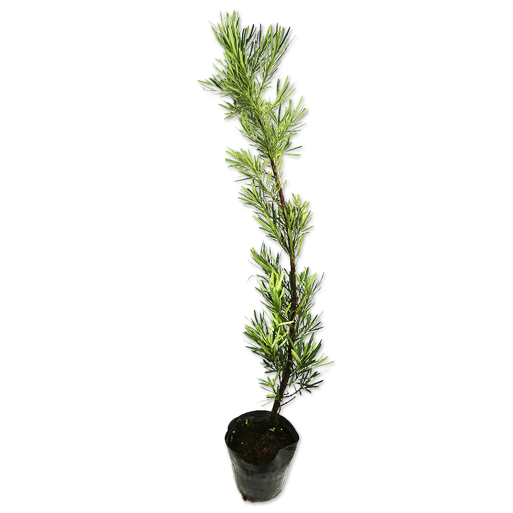 ラカンマキ 苗木 販売 トオヤマグリーン