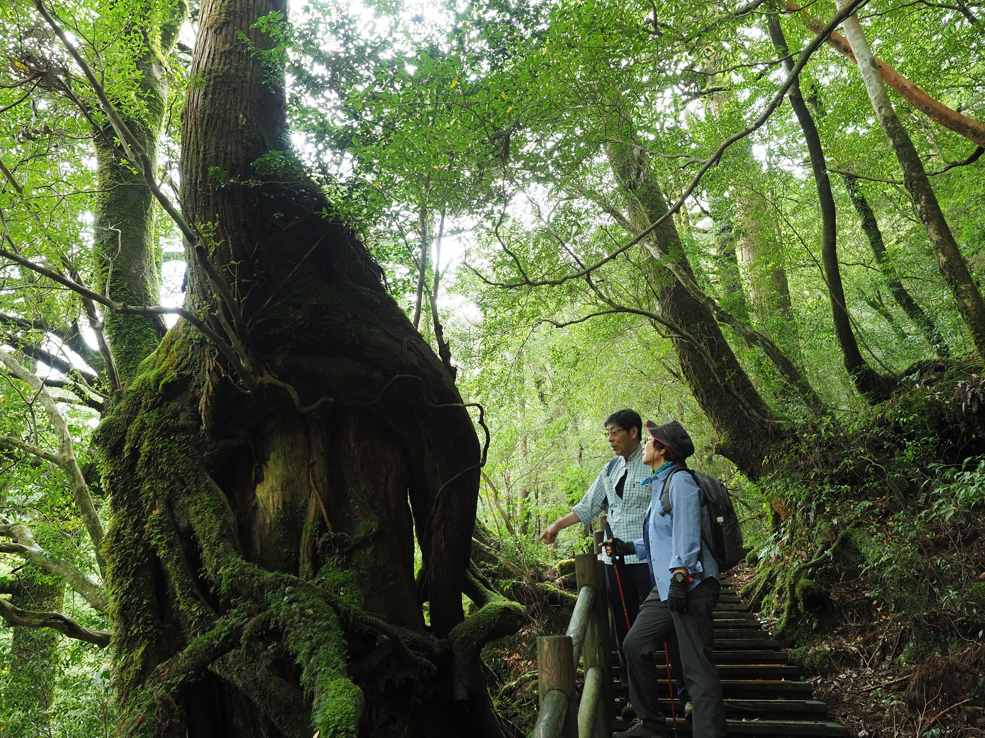 屋久島出発前に屋久杉の巨木の森へ » 屋久島ガイド グリーン