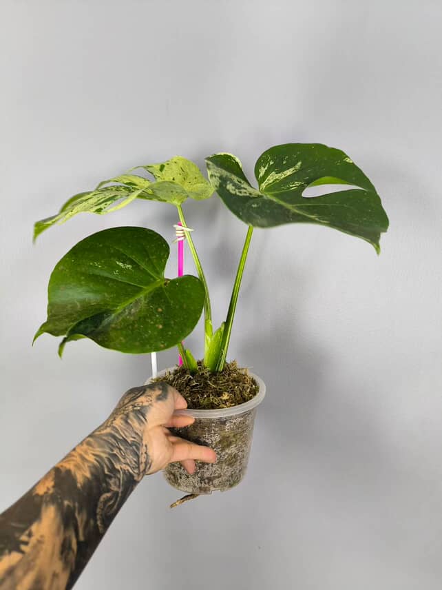 Rare Monstera Deliciosa bulbasaur Limited from Thailand on Sale