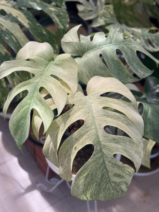 Monstera Deliciosa Full Mint Variegated| Rare Monstera | Greenboog