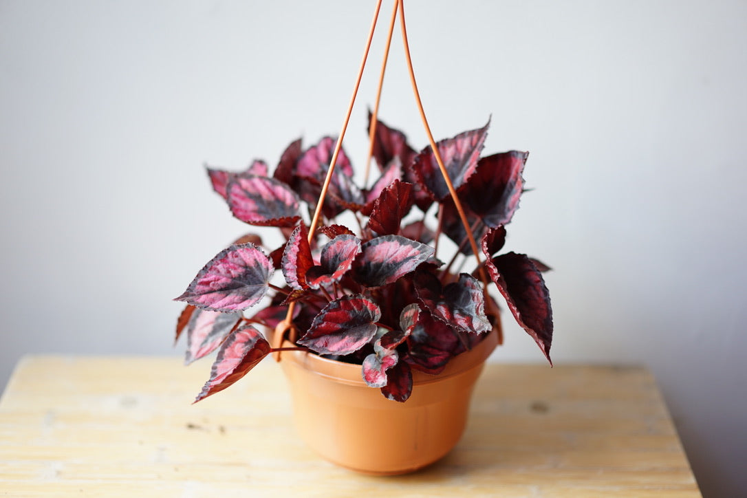 Rex Begonia 'Red Kiss' – Greenly Plant Co