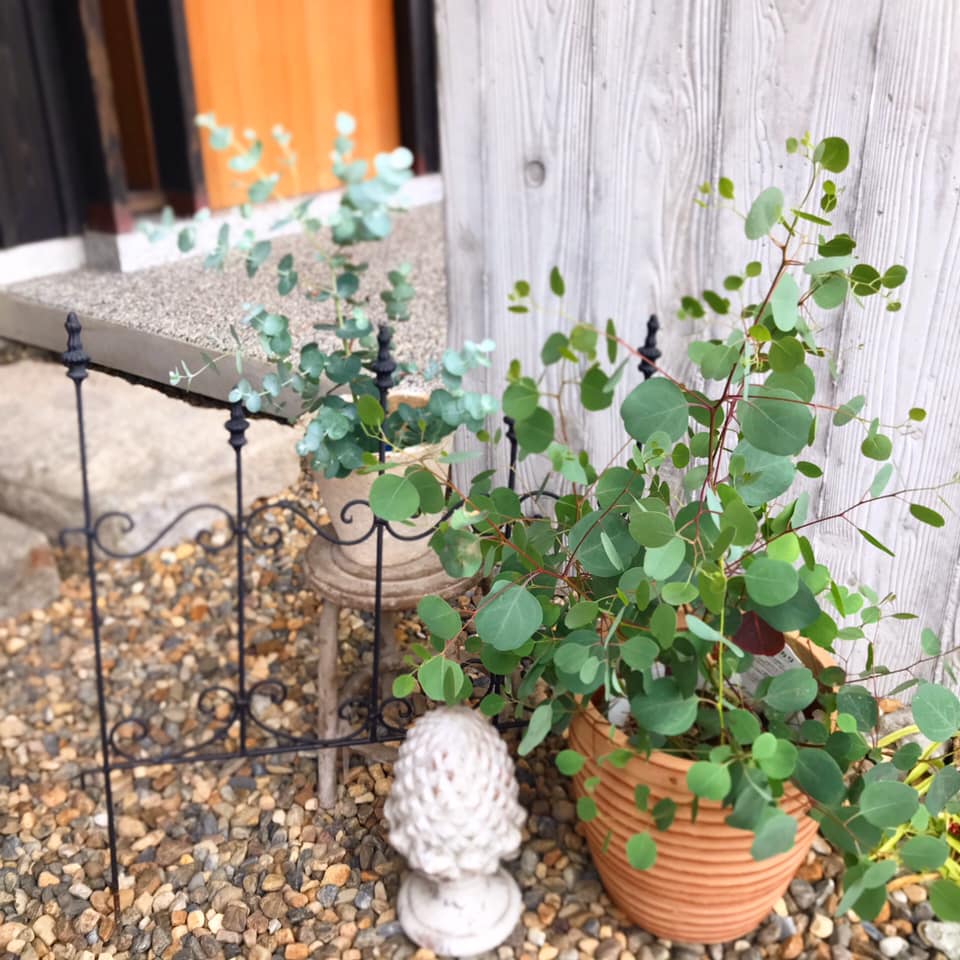 へらーりおまとめリクエスト。幹太ユーカリポポラス2.0M(鉢底から)品番