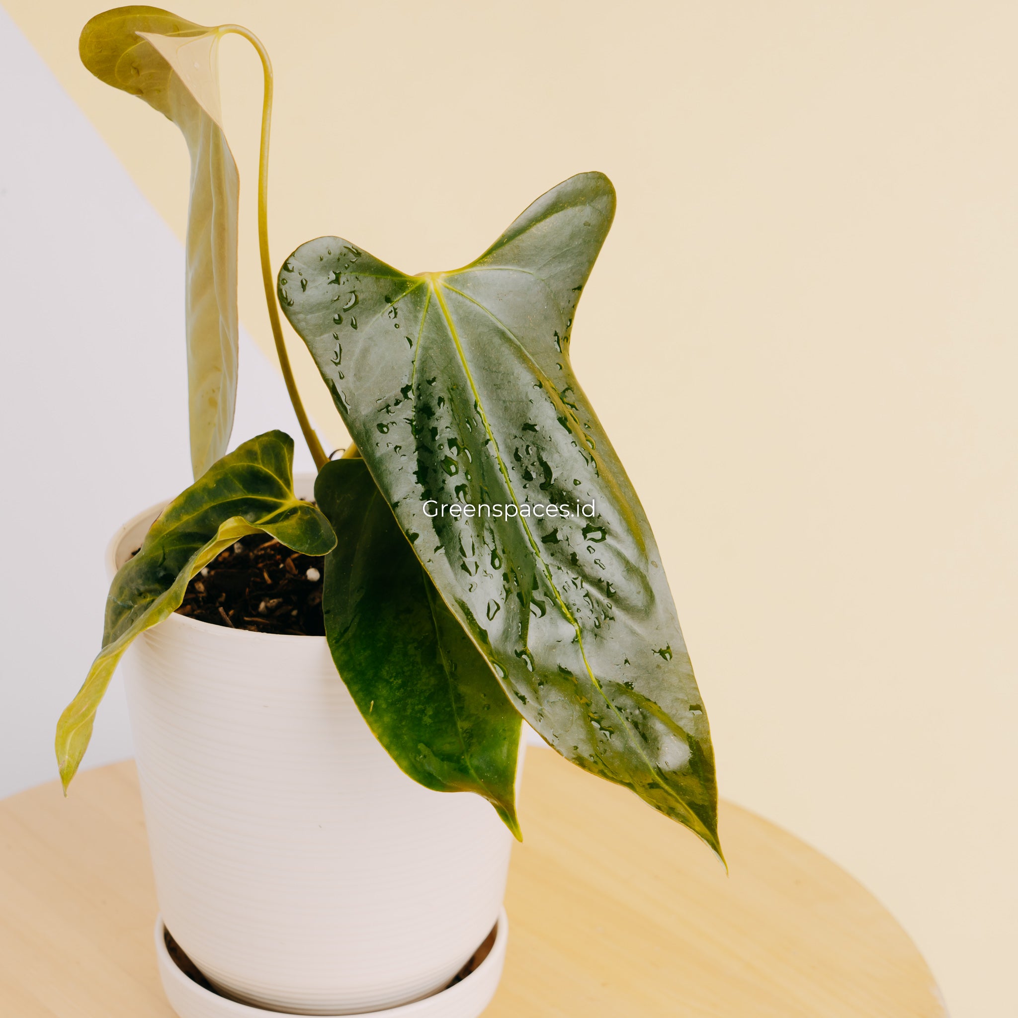 Anthurium Portillae Indonesia Type – Greenspaces.id