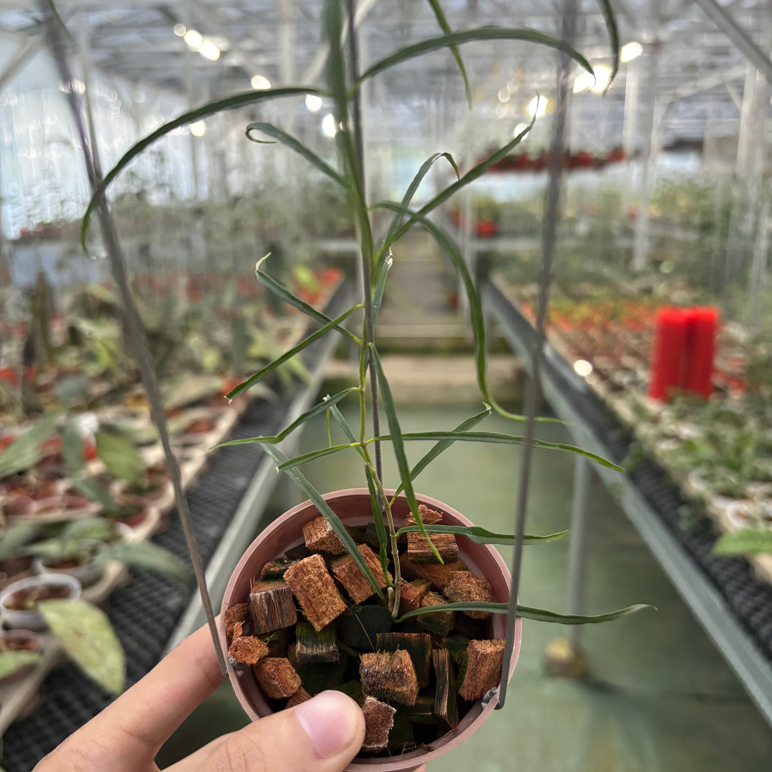 Hoya Stenophylla – Greenspaces.id