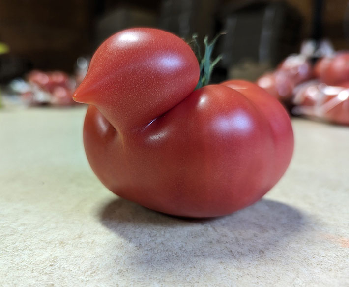 トマトに転生したTwitterをご覧ください」 2枚の写真に9万人が反応